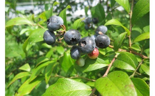 有機JAS認定農場からの那須高原のオーガニック野菜セット〔B-42〕≪旬の野菜 季節の野菜 詰め合わせ 有機肥料 サラダ≫