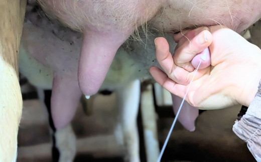 【土日祝日限定】今牧場の牧場体験 ペアチケット ｜ 牧場 体験 バター作り 搾乳 体験型 見学 那須 栃木県 那須町〔P-266〕