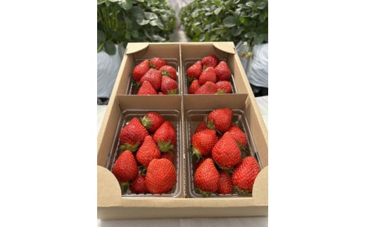 【先行受付】とちおとめ 約250g×4パック 計約1kg〔P-219〕 | いちご イチゴ 苺 フルーツ 果物 デザート ストロベリー 那須 栃木県 那須町 ※2025年1月中旬頃より順次発送予定