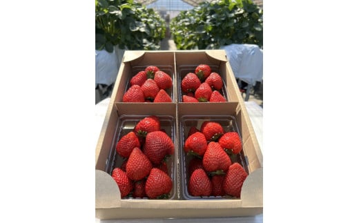 【先行受付】とちあいか 約250g×4パック 計約1kg〔P-220〕 | いちご イチゴ 苺 フルーツ 果物 デザート ストロベリー 那須 栃木県 那須町 ※2025年1月中旬頃より順次発送予定