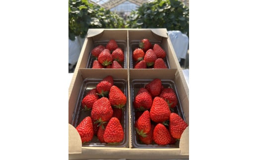 【先行受付】紅ほっぺ 約250g×4パック　計約1kg〔P-221〕 | いちご イチゴ 苺 フルーツ 果物 デザート ストロベリー 那須 栃木県 那須町 ※2025年1月中旬頃より順次発送予定