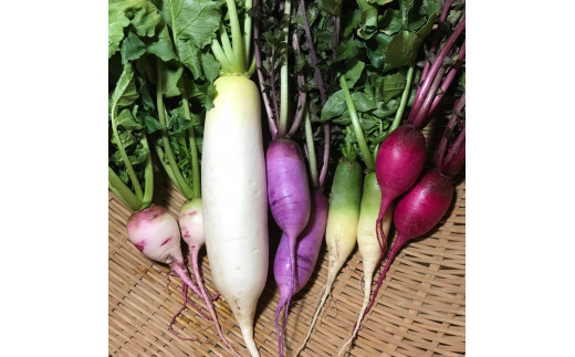 【3か月定期便】那須ブランド 秋冬の那須高原野菜セット ｜ 野菜 お野菜 新鮮 詰め合わせ やさい みずみずしい 美味しい 自然 栃木県 那須町〔D-59〕 ※北海道・沖縄・離島への配送不可 ※2026年9月上旬～11月下旬頃に順次発送予定