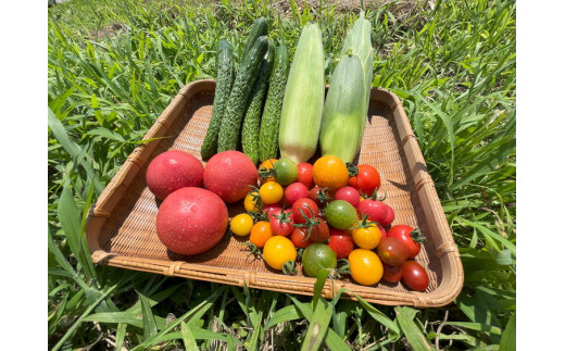 【全6回定期便】那須ブランド 那須高原野菜セット ｜ 野菜 お野菜 新鮮 詰め合わせ やさい みずみずしい 美味しい 自然 栃木県 那須町〔P-150〕※北海道・沖縄・離島への配送不可 ※2026年5月上旬～12月下旬頃に順次発送予定