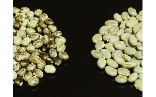 ムクナ豆（八升豆）生豆500g 　ムクナ豆（FVB）生豆500g 〔D-48〕