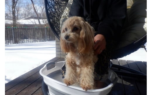 那須温泉「いぬのゆ」500ml×9本 〔D-62〕｜犬用 犬 いぬ 入浴剤 温泉 天然 お風呂 おふろ 那須 栃木県 那須町