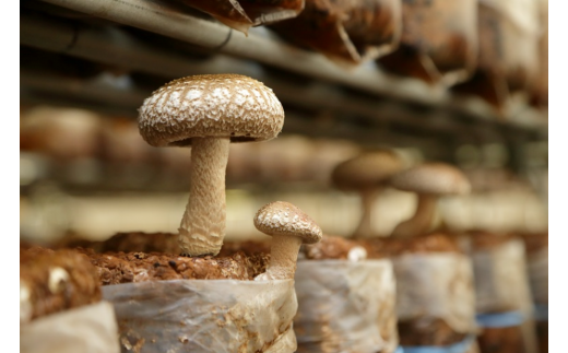 生しいたけ〔B-25〕≪シイタケ 椎茸 きのこ 野菜 ≫