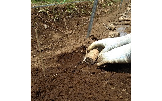 自然薯の種芋「切種芋」20個 自然薯 種芋 家庭菜園 那須町 〔C-38〕 ※2025年3月中旬頃より順次発送予