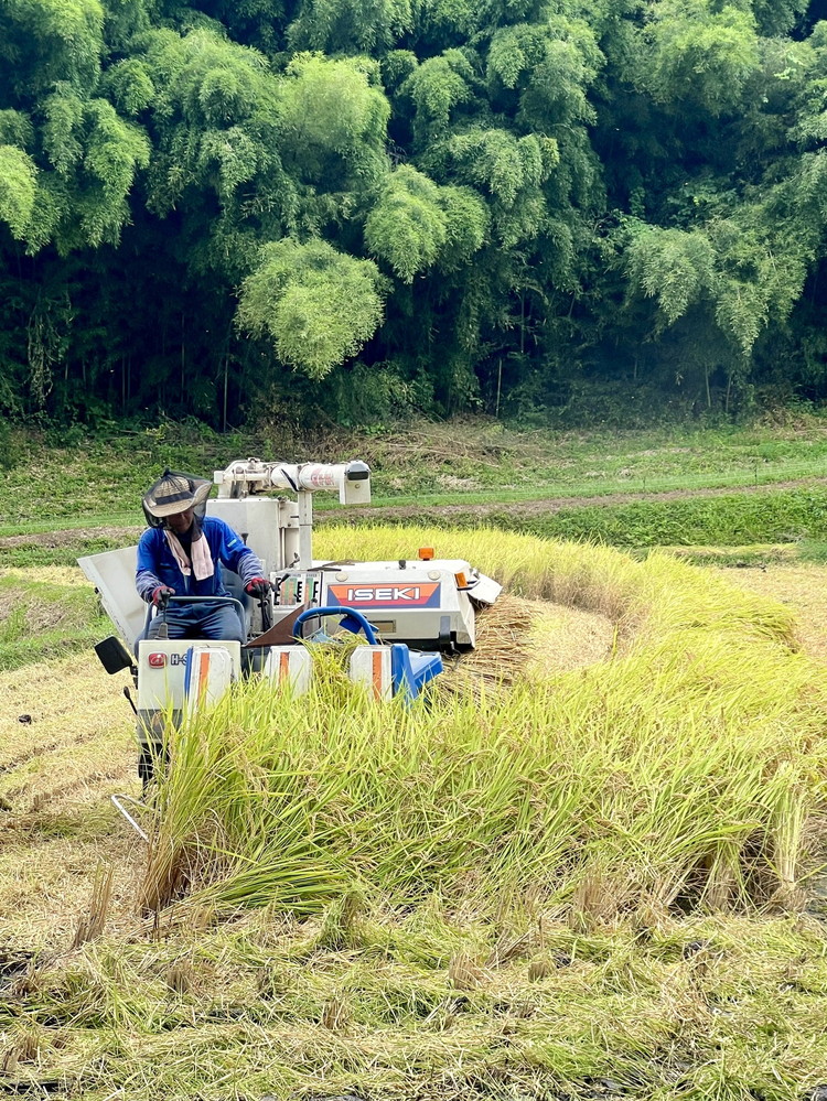 特別栽培のこしひかり【横岡米】那須ブランド認定品 上白米 3kg 〔P-405〕 | 特別栽培米 白米 精米 減農薬 健康 安心 ※離島への配送不可