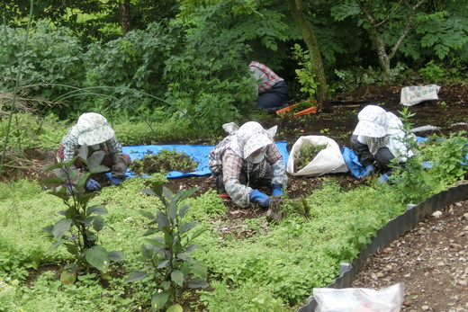〔C-17〕空き家・空き地草刈サービス　※お申込み前に必ずお電話ください。