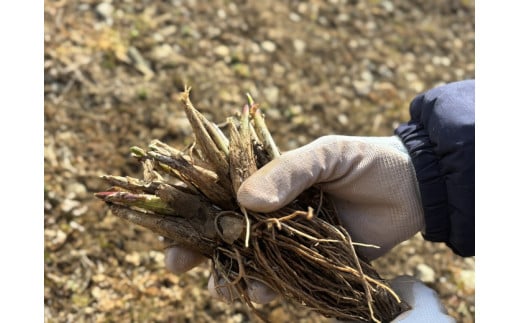 行者にんにく 苗根 10本（4年～5年物） ｜ にんにく ニンニク ガーリック 家庭菜園 栽培 野菜苗 野菜 薬味 料理 産地直送 那須 栃木県 那須町〔A-55〕