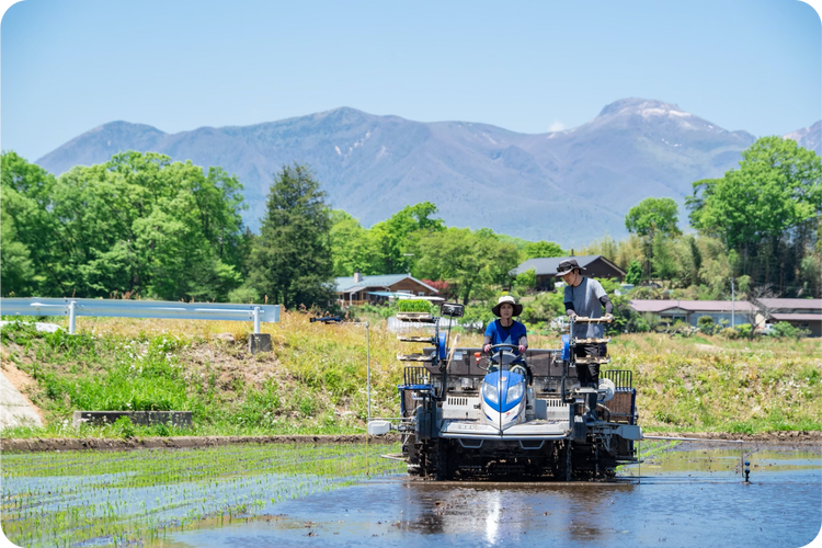 【令和7年産】特別栽培米 コシヒカリ 5kg 〔P-288〕 | こしひかり 米 お米 コメ こめ 精米 濃厚 甘い 国産 那須 栃木県 那須町 ※2025年10月下旬頃より順次発送予定