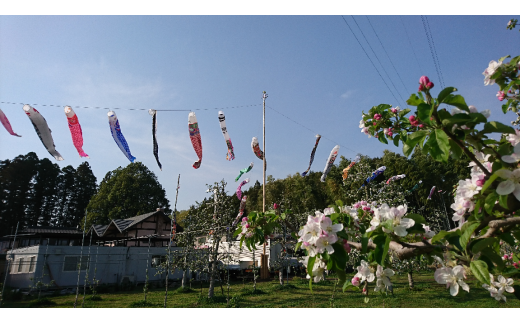 那須果実の森かんそうりんごとりんごジュースの詰合せ〔P-230〕｜リンゴジュース 林檎ジュース 100％ 果物 フルーツ