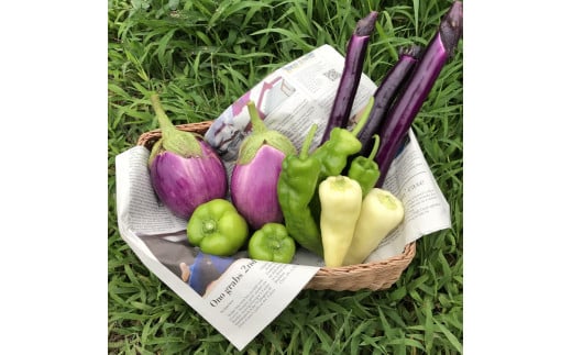 【全16回定期便】那須ブランド 那須高原野菜セット（5月後半1回、6月～12月各月2回、翌年1月1回）｜ 野菜 お野菜 新鮮 詰め合わせ やさい みずみずしい 美味しい〔P-66〕※北海道・沖縄・離島への配送不可 ※2026年5月中旬～2027年1月下旬頃に順次発送予定