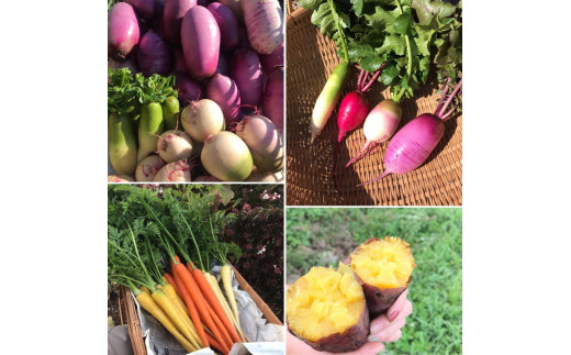 【3か月定期便】那須ブランド 秋冬の那須高原野菜セット ｜ 野菜 お野菜 新鮮 詰め合わせ やさい みずみずしい 美味しい 自然 栃木県 那須町〔D-59〕 ※北海道・沖縄・離島への配送不可 ※2026年9月上旬～11月下旬頃に順次発送予定