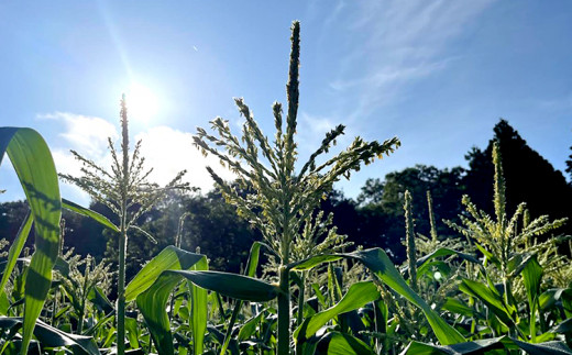 【先行受付】ドルチェドリーム とうもろこし 8～10本〔B-106〕｜ トウモロコシ コーン 先行予約 数量 限定 生 甘い 野菜 やさい 那須 栃木県 那須町 ※離島への配送不可 ※2024年7月下旬～8月下旬頃に順次発送予定