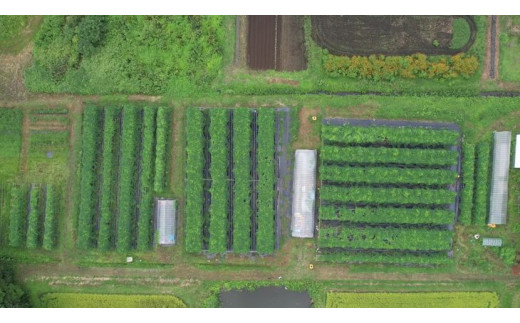 ムクナ豆ミクロパウダーお試しセット 〔B-83〕