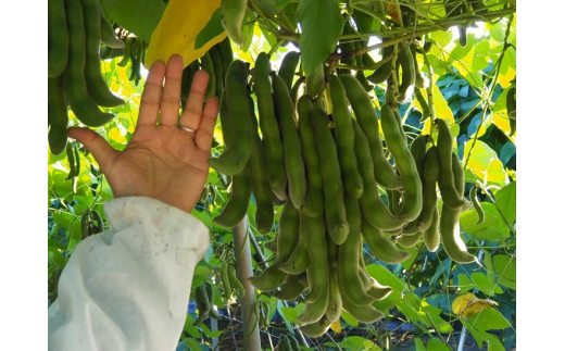 ムクナ豆（八升豆）生豆 700g〔C-58〕