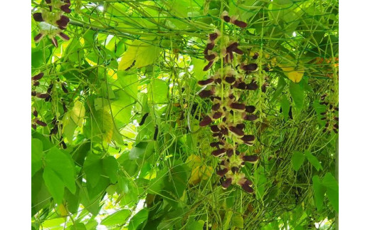 ムクナ豆（八升豆）生豆500g 　ムクナ豆（FVB）生豆500g 〔D-48〕