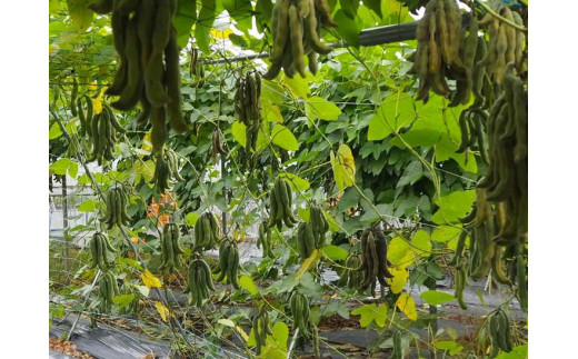 ムクナ豆（八升豆）生豆1kg 〔D-47〕