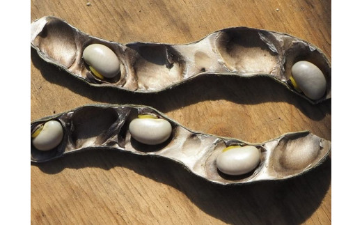 ムクナ豆（八升豆）ミクロパウダー270g〔D-49〕