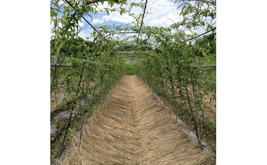 自然薯の種芋「切種芋」50個 自然薯 種芋 家庭菜園 那須町 〔E-24〕 ※2025年3月中旬頃より順次発送予定