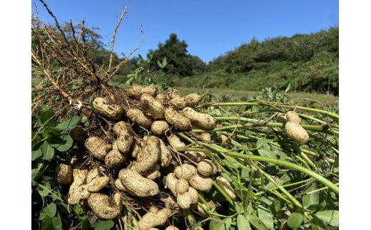 大粒生落花生「おおまさり」1kg ◇ ｜ 落花生 大粒 ピーナッツ おつまみ 国産 おやつ 冷蔵 那須 栃木県 那須町〔P-81〕 　※2025年9月上旬～10月下旬頃に順次発送予定
