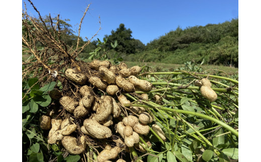 大粒生落花生「おおまさり」5kg｜落花生 大粒 ピーナッツ おつまみ 国産 おやつ 冷蔵 那須 栃木県 那須町〔D-50〕 ※2025年9月上旬～10月下旬頃に順次発送予定