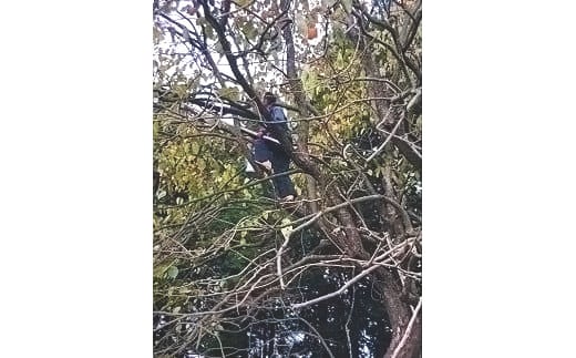 しずちゃん農園の干し柿〔P-126〕≪干柿 ほしがき 果物 フルーツ≫