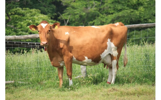 南ヶ丘牧場 アイスクリーム 6個セット バニラ 〔B-140〕 ｜ スイーツ アイス 高級アイス 乳牛 乳製品 ジェラート 人気 おすすめ 冷凍 那須 栃木県 那須町