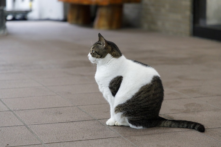 自在荘 1泊2食付き ペア宿泊券｜宿泊 宿泊券 旅行 旅行券 チケット 温泉 露天風呂 天然温泉 家族旅行 那須 栃木県 那須町〔H-10〕