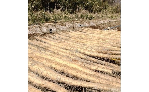 自然薯の種芋「切種芋」50個 自然薯 種芋 家庭菜園 那須町 〔E-24〕 ※2025年3月中旬頃より順次発送予定