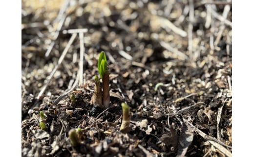 行者にんにく 苗根 10本（4年～5年物） ｜ にんにく ニンニク ガーリック 家庭菜園 栽培 野菜苗 野菜 薬味 料理 産地直送 那須 栃木県 那須町〔A-55〕