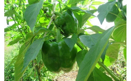 有機JAS認定農場からの那須高原のオーガニック野菜セット〔B-42〕≪旬の野菜 季節の野菜 詰め合わせ 有機肥料 サラダ≫