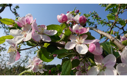 那須果実の森かんそうりんごとりんごジュースの詰合せ〔P-230〕｜リンゴジュース 林檎ジュース 100％ 果物 フルーツ