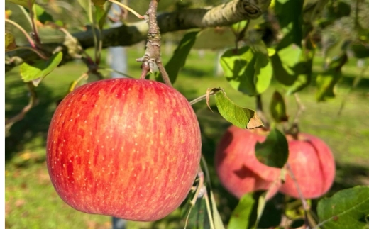 りんごふるふる飲むゼリー200ml×6本入〔P-232〕｜りんご 林檎 リンゴ ゼリー おいしい のむゼリー スイーツ セット 那須 大野りんご園 栃木県 那須町