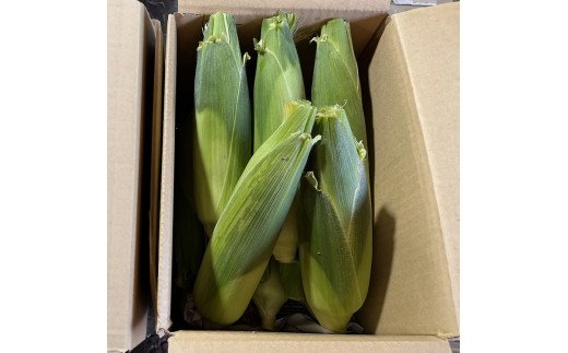 【先行受付】ドルチェドリーム とうもろこし 8～10本〔B-106〕｜ トウモロコシ コーン 先行予約 数量 限定 生 甘い 野菜 やさい 那須 栃木県 那須町 ※離島への配送不可 ※2024年7月下旬～8月下旬頃に順次発送予定