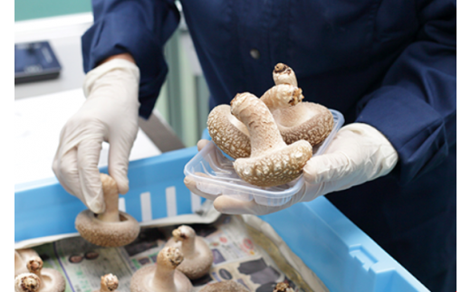 生しいたけ〔B-25〕≪シイタケ 椎茸 きのこ 野菜 ≫