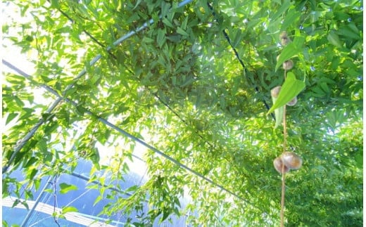 那須町産 自然薯 1.5kg×2箱 化粧箱入り ◇｜贈り物 とろろ とろろご飯 山芋 健康 国産 産地直送 那須 栃木県 那須町〔P-353〕 ※2025年12月頃より順次発送予定