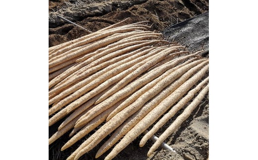 【定期便4ヵ月】那須町産 自然薯（カット）600g～650g ｜とろろ 贈り物 お土産 グルメ 美味しい おいしい 食べ物 那須 栃木県 那須町〔P-214〕 ※2025年12月頃より順次発送予定