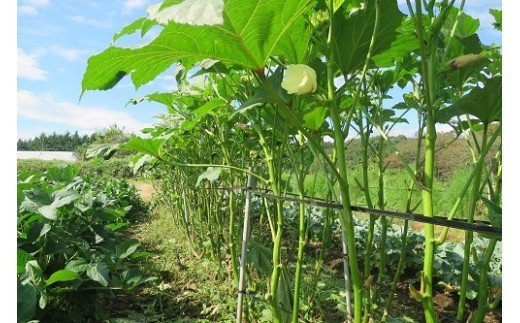 有機JAS認定農場からの那須高原のオーガニック野菜セット〔B-42〕≪旬の野菜 季節の野菜 詰め合わせ 有機肥料 サラダ≫