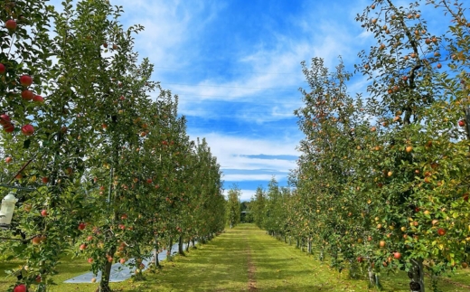 りんごふるふる飲むゼリー200ml×6本入〔P-232〕｜りんご 林檎 リンゴ ゼリー おいしい のむゼリー スイーツ セット 那須 大野りんご園 栃木県 那須町