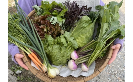 【3か月定期便】那須ブランド 春夏の那須高原野菜セット ｜ 野菜 お野菜 新鮮 詰め合わせ やさい みずみずしい 美味しい 自然 栃木県 那須町〔D-60〕※北海道・沖縄・離島への配送不可 ※2026年6月上旬～8月下旬頃に順次発送予定