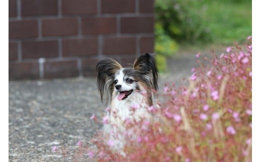 ペットと泊まる宿　CARO　FORESTA那須高原VOLPEスタンダードルームペア宿泊券（大人2名様1泊2食付き） ｜ 宿泊 旅行 チケット 宿泊券 ドッグラン 犬 猫 〔H-7〕
