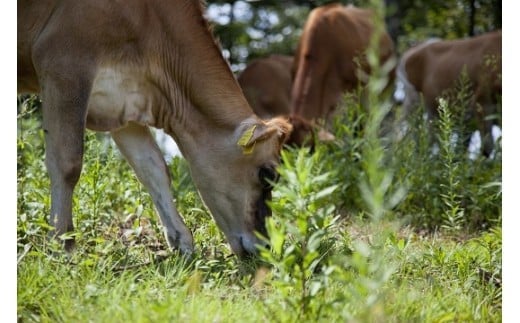 森林ノ牧場 発酵バター 有塩・食塩不使用セット 国産 生クリーム ばたー トースト パン お菓子作り お菓子 おかし 栃木県 那須町〔P-38〕