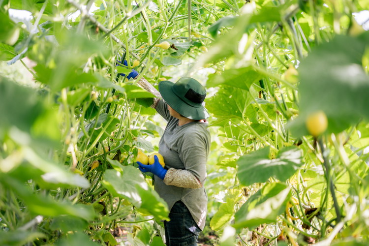 ＼食と元気を結ぶお手伝い／農村レストラン 飛火鞍 収穫体験＆地元シェフによるランチのお食事のペアチケット 〔P-435〕 | 野菜 やさい 収穫体験 ランチ 発酵食 体験 お食事券 農業体験 那須町 栃木県