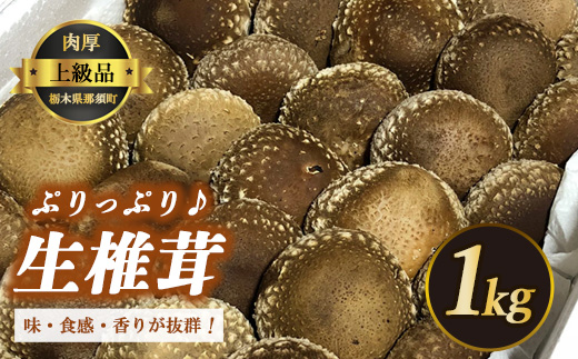 生しいたけ〔B-25〕≪シイタケ 椎茸 きのこ 野菜 ≫