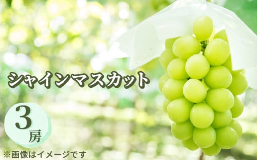 【先行受付】シャインマスカット 3房 約1.5kg〔P-217〕 | ぶどう 旬 マスカット フルーツ 果物 果実 数量 限定 くだもの 先行予約 ブドウ 葡萄 那須 栃木県 那須町※2025年9月中旬頃より順次発送予定