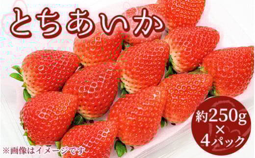 【先行受付】とちあいか 約250g×4パック 計約1kg〔P-220〕 | いちご イチゴ 苺 フルーツ 果物 デザート ストロベリー 那須 栃木県 那須町 ※2025年1月中旬頃より順次発送予定
