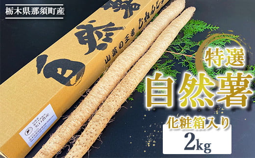 那須町産 自然薯 2kg 化粧箱入り ◇ ｜贈り物 とろろ とろろご飯 山芋 健康 国産 産地直送 那須 栃木県 那須町〔P-352〕 ※2025年12月頃より順次発送予定