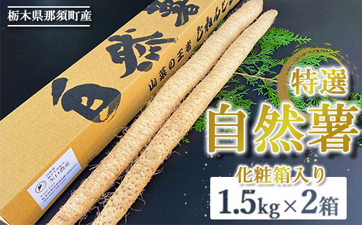 那須町産 自然薯 1.5kg×2箱 化粧箱入り ◇｜贈り物 とろろ とろろご飯 山芋 健康 国産 産地直送 那須 栃木県 那須町〔P-353〕 ※2025年12月頃より順次発送予定